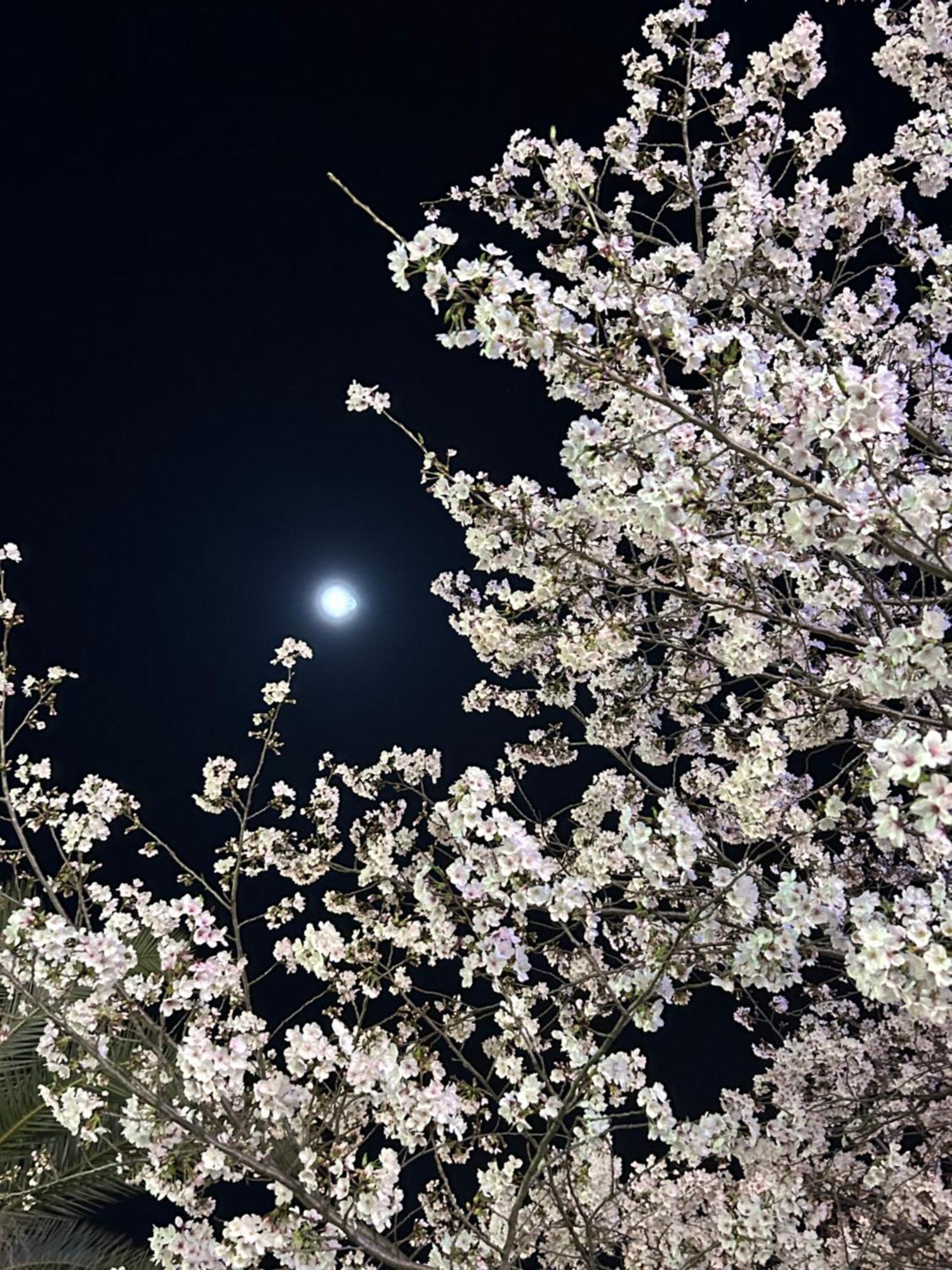 Ryoso Chatani เกียวโต ภายนอก รูปภาพ